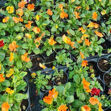 Pansies 25 Plants